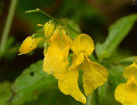 粗莖鳳仙花 粗莖鳳仙花