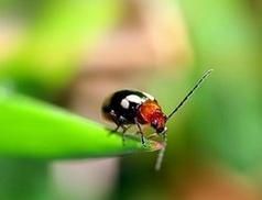 寬跗塔褐甲 寬跗塔褐甲