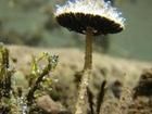 水下繁殖的蘑菇
