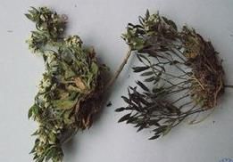 肉葉薺亞族 肉葉薺亞族