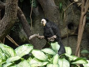 白面粗尾猴 白面粗尾猴