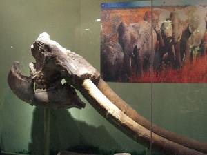 榆社化石博物館