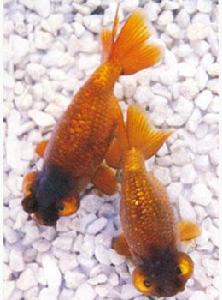 紫朝天龍 紫朝天龍