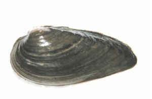 微紅楔蚌 微紅楔蚌