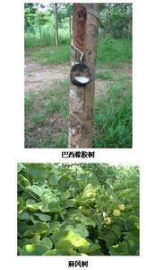巴西橡膠樹