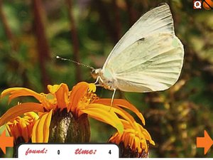 蝴蝶藏寶石 蝴蝶藏寶石