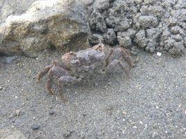 斑點相手蟹 斑點相手蟹