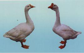 武岡銅鵝 武岡銅鵝