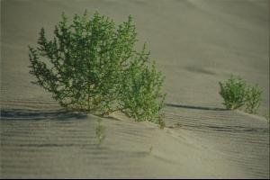 疏葉駱駝刺 疏葉駱駝刺