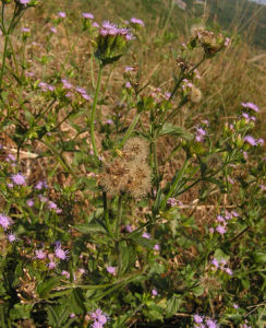 頭狀花耳草 頭狀花耳草