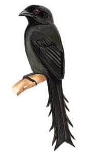 塔尾樹鵲 塔尾樹鵲