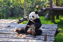 國寶大熊貓