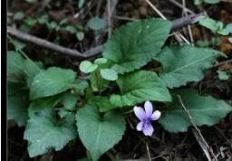 深山堇菜 深山堇菜