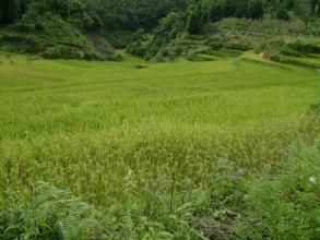 小元子村 小元子村