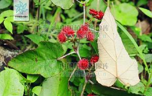攀枝莓 攀枝莓