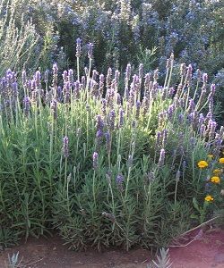 齒葉薰衣草 齒葉薰衣草