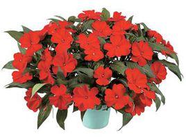 紐幾內亞鳳仙花 紐幾內亞鳳仙花