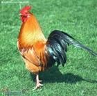 土黴素中毒 土黴素中毒