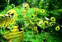 雲南金錢槭 雲南金錢槭