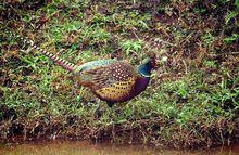 野雞[學名phasianidae雉科]