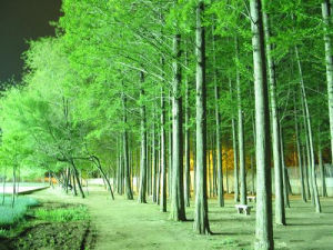 喬木[植物學名詞]