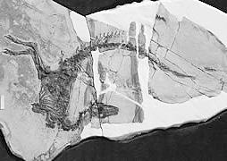 北票鳥化石國家級自然保護區