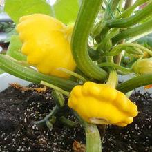 飛碟瓜[園藝植物]