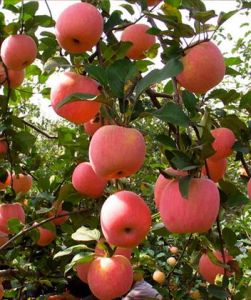 淳化蘋果 淳化蘋果