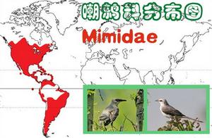 嘲鶇科（分布圖）