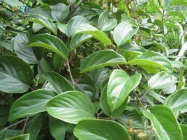 闊葉植物 闊葉植物