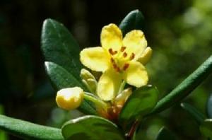 著生杜鵑 著生杜鵑