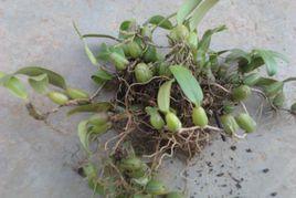 大果上葉 大果上葉