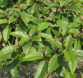 牛奶漿根 牛奶漿根