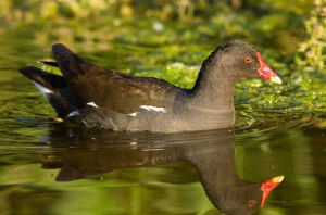 黑水雞美國亞種 黑水雞美國亞種