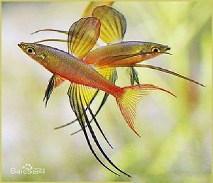 伊島銀漢魚 伊島銀漢魚