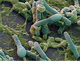 溶組織梭菌 溶組織梭菌