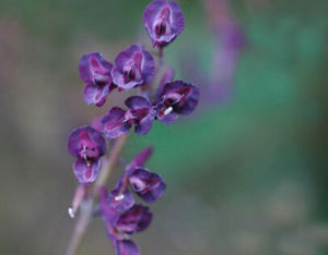 粗頸紫堇