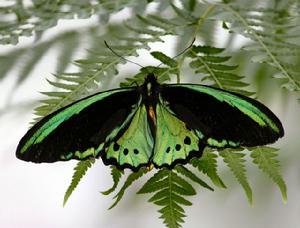 馬卡爾平綠鳥翼鳳蝶 馬卡爾平綠鳥翼鳳蝶