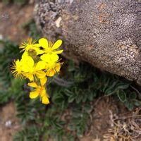 馬蹄黃屬 馬蹄黃屬