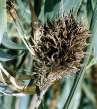 穀子白髮病 穀子白髮病