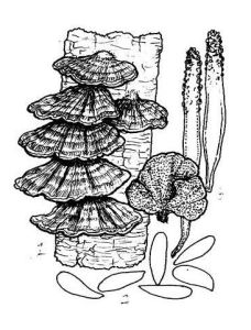 伸長雲芝 伸長雲芝