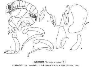 武裝寬腿戎 武裝寬腿戎
