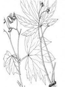 圓翅秋海棠 圓翅秋海棠