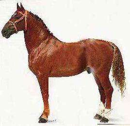 腓特烈斯堡馬 腓特烈斯堡馬