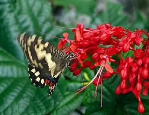 （圖）貴州大紅袍
