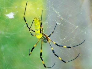 絡新婦蛛 絡新婦蛛