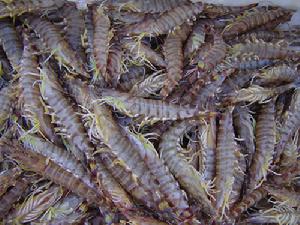 日照東方對蝦 日照東方對蝦