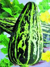 羊角蜜甜瓜 羊角蜜甜瓜