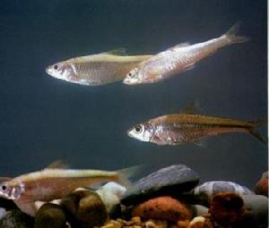 興凱銀鮈 興凱銀鮈