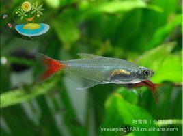 血鰭玻璃魚 血鰭玻璃魚